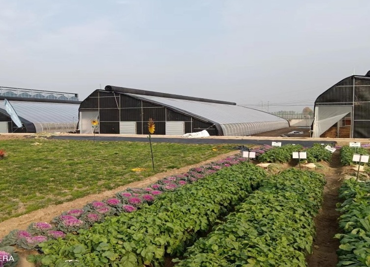 Sunshine oriental greenhouses